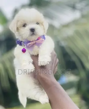 1-3 months Female Purebred Lhasa Apso