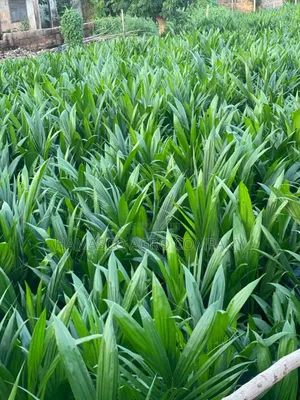 Tenera Palm Seedlings