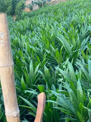 Tenera Palm Seedlings