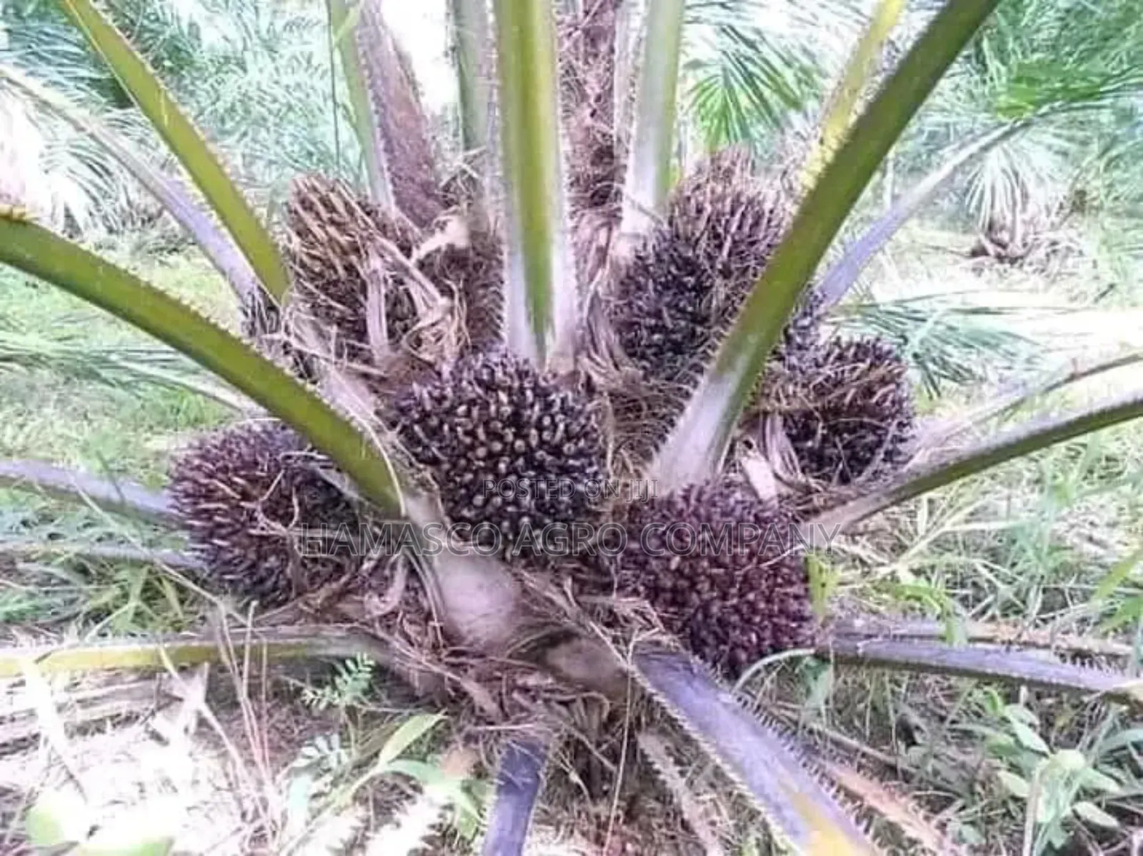 Tenera Palm Seedlings