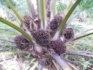 Tenera Palm Seedlings