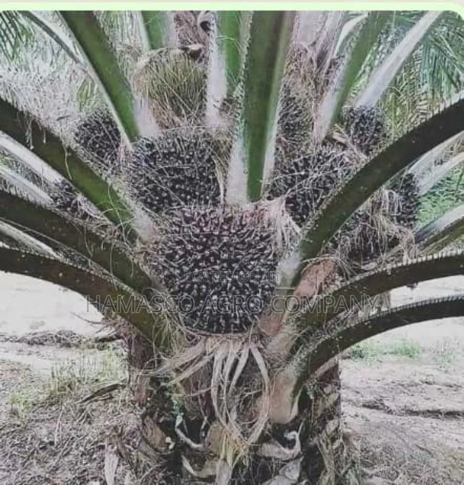 Tenera Palm Seedlings
