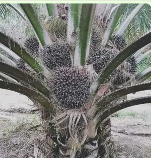Tenera Palm Seedlings