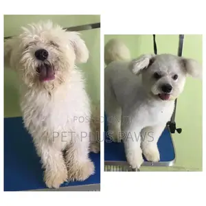 Home Service Pet Grooming