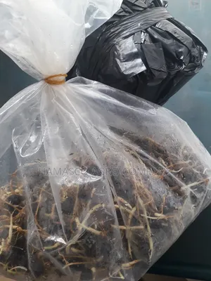 Tenera Palm Seeds
