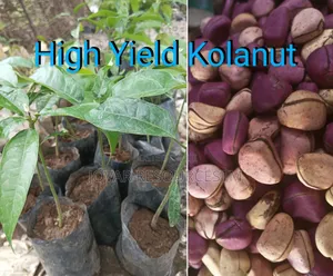 Best Kolanut Seedlings