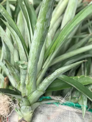 Hybrid Pineapple Suckers