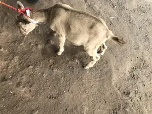 Live Goat or Ram or Cow Meat That Is Edible and Clean