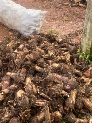 Hybrid Plantain Suckers
