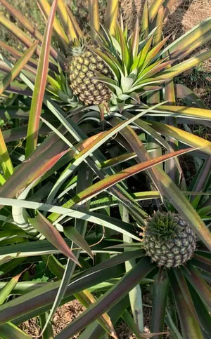 Sweet Pineapple Suckers