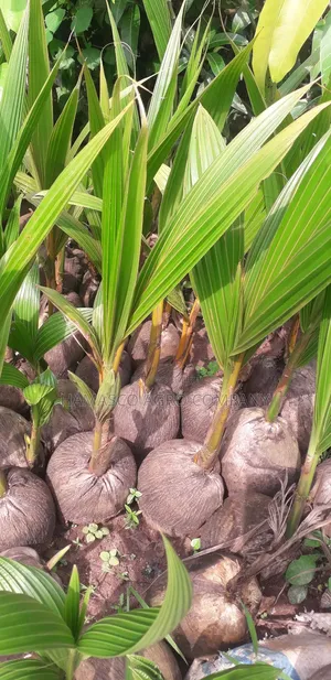 Dwarf Coconut Seedlings