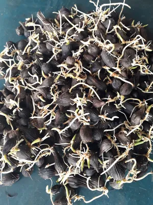 Hybrid Palm Seeds