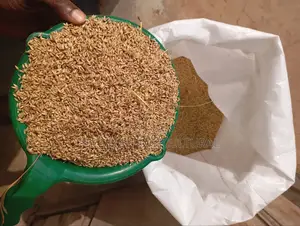 Bracharia Grass Seed