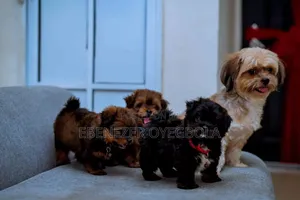 Dog Grooming Service