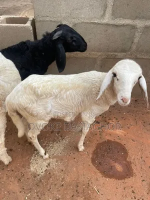 High-breed Sheep And Ram