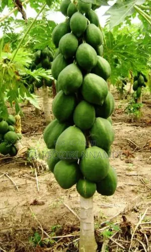 Red Lady Papaya Seeds and Seedlings