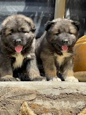 1-3 months Female Purebred Caucasian Shepherd