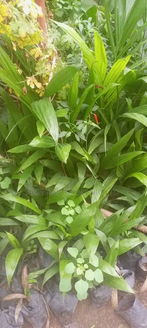 Hybrid Palm Tree Seedlings