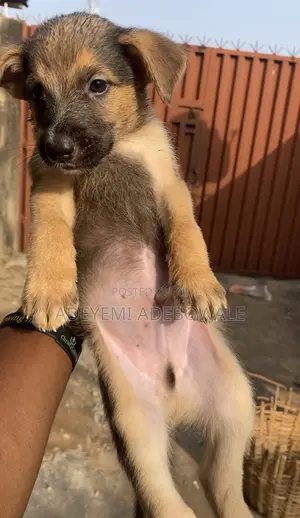 1-3 months Female Purebred German Shepherd