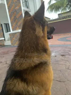 Healthy Male Dog for Mating Services
