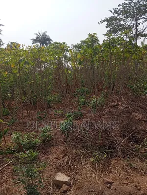 300acres of Farmland at Igbajo Town