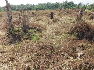 300square Meter Half Plot Ijegun Festac Link