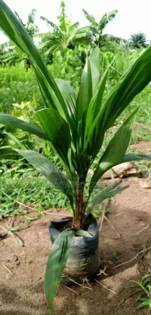 Supergene Oil Palm Seedlings