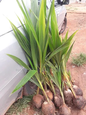 Hybrid Coconut Seedlings