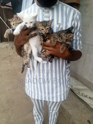 0-1 month Male Purebred American Shorthair