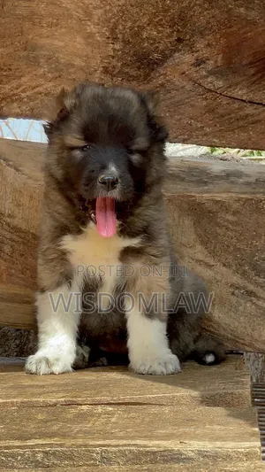 1-3 months Female Purebred Caucasian Shepherd