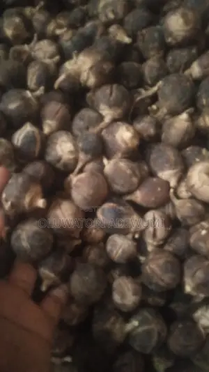 Fresh Gorontula Fruit
