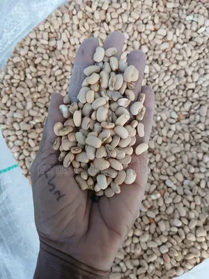 Picked and Clean Senator Beans Grade 1 (50kg)