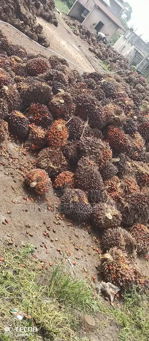 Hybrid Quality Oil Palm Seedlings