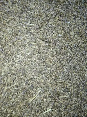 Chloris Gayana (Rhodes Grass)