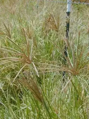 Chloris Gayana (Rhodes Grass)