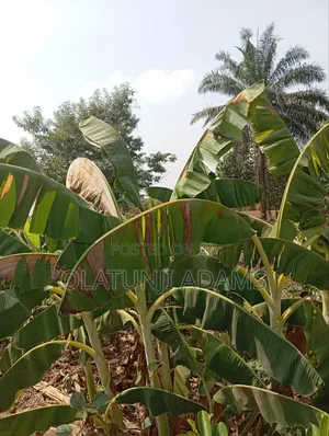 30acres Farmland Off Ila Orangun Road Aragba Igbajo