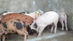 Piglets / Small Pigs / Weaners / Female Pig / Male Pig