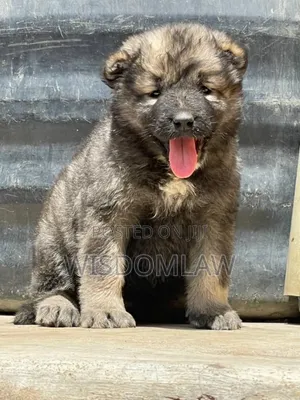 1-3 months Female Purebred Caucasian Shepherd