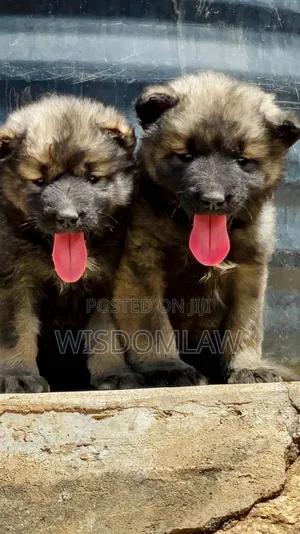 1-3 months Female Purebred Caucasian Shepherd