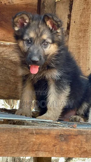 1-3 months Male Purebred German Shepherd