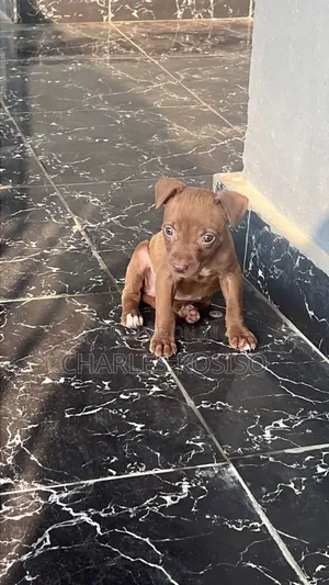 1-3 months Female Purebred American Pit Bull Terrier