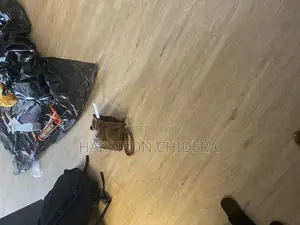 3bed Room Duplex SPC Installation