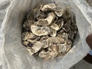 Sea Shells