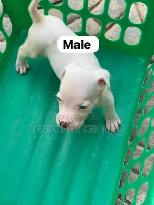 1-3 months Female Purebred American Pit Bull Terrier