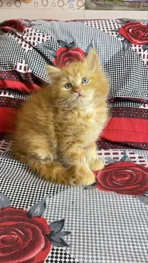 1-3 months Male Purebred Persian