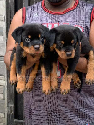 1-3 months Female Purebred Rottweiler