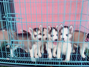 1-3 months Male Purebred Siberian Husky