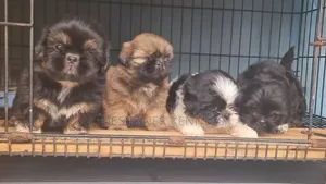 1-3 months Male Purebred Lhasa Apso