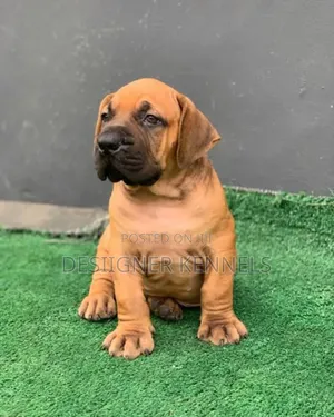 1-3 months Male Purebred Boerboel