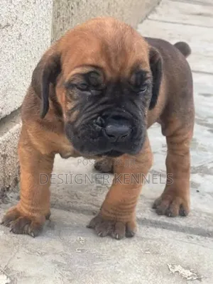 1-3 months Female Purebred Boerboel
